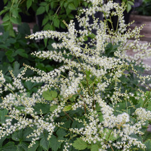 Misty Lace Goatsbeard flowers