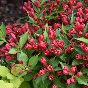 Crimson Kisses Weigela flowers