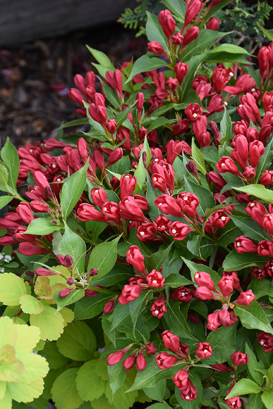 Crimson Kisses Weigela flowers