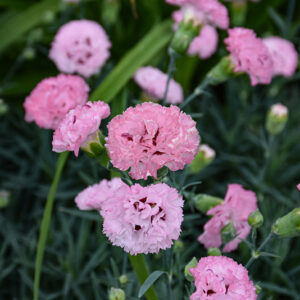 Pretty Poppers® Appleblossom Burst Pinks flowers