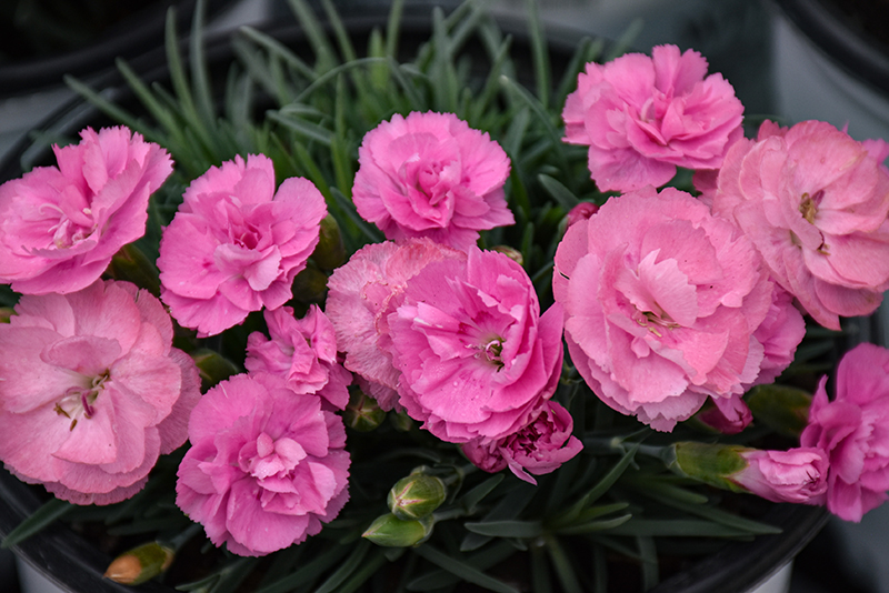 Fruit Punch® Sweetie Pie Pinks flowers