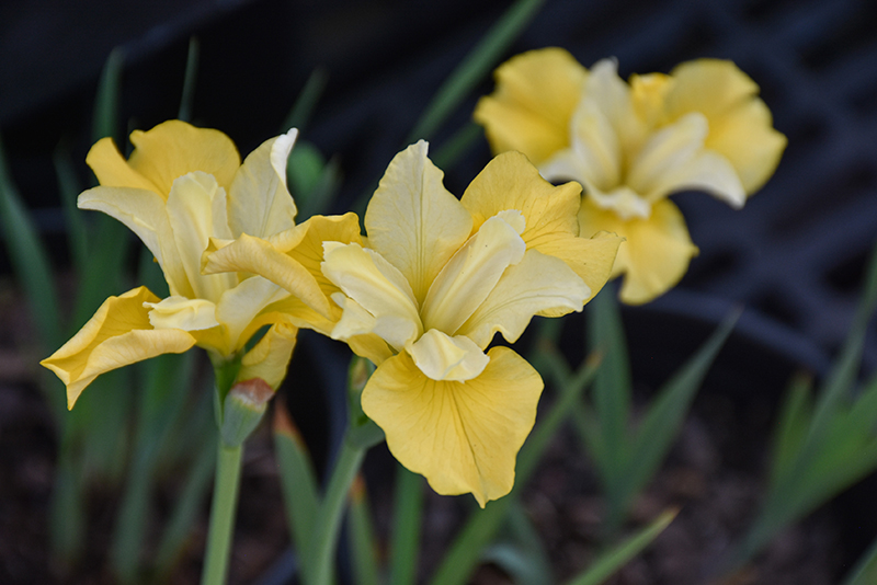 Sunfisher Siberian Iris flowers