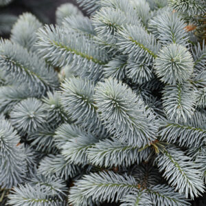 Monty® Blue Spruce foliage