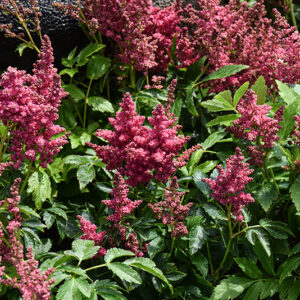Fireberry Astilbe flowers