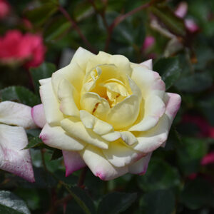 Music Box Rose flowers