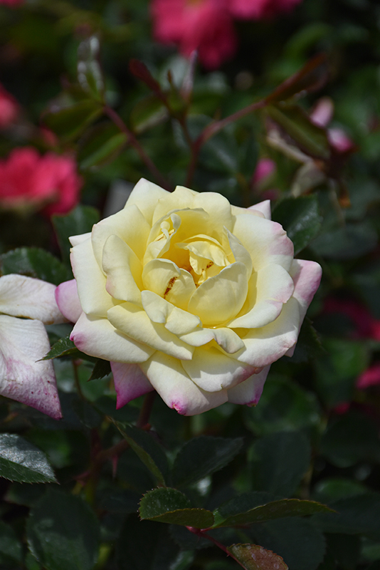 Music Box Rose flowers