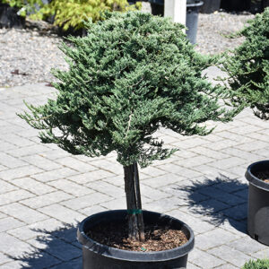 Blue Rug Juniper (tree form)