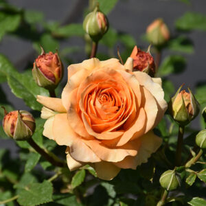 Golden Opportunity&trade; Rose flowers