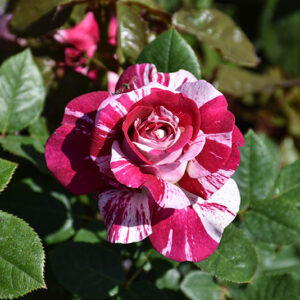 Neil Diamond Rose flowers