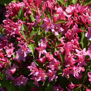 Sonic Bloom® Pink Reblooming Weigela flowers