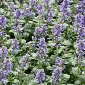 Whispurr&trade; Blue Catmint flowers