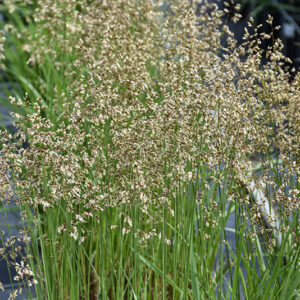 Sweet Grass flowers