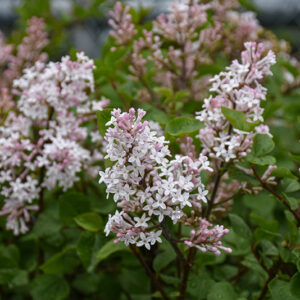 Pearl Potion&trade; Lilac flowers
