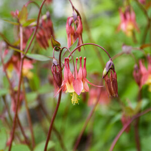 Wild Red Columbine flowers