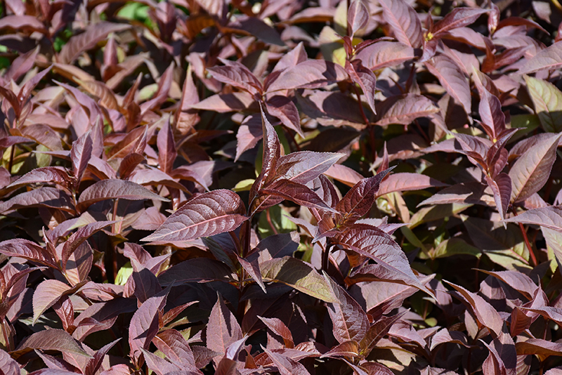 Nightglow™ Diervilla foliage