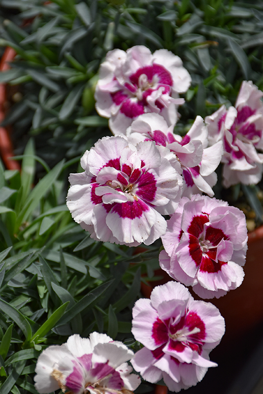 Pretty Poppers® Kiss And Tell Pinks flowers