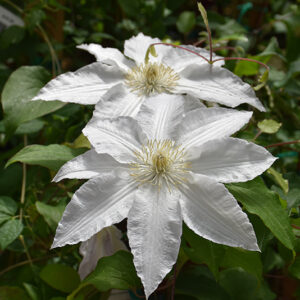 Gillian Blades Clematis flowers