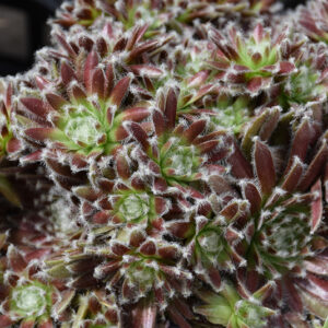 Chick Charms&reg; Cosmic Candy&trade; Hens And Chicks