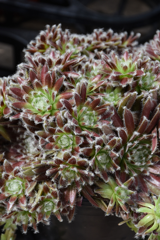 Chick Charms® Cosmic Candy™ Hens And Chicks