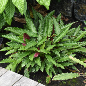 Color Full&trade; Rufibarba Furry Feather Calathea