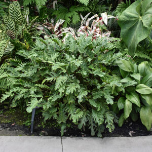 Xanadu Philodendron