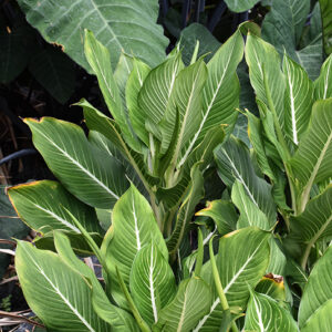 Sterling Dieffenbachia