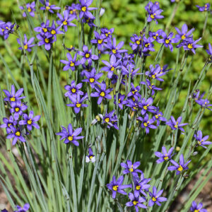 Narrowleaf Blue-Eyed Grass flowers