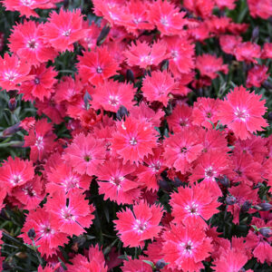 Vivid&trade; Cherry Charm Pinks flowers