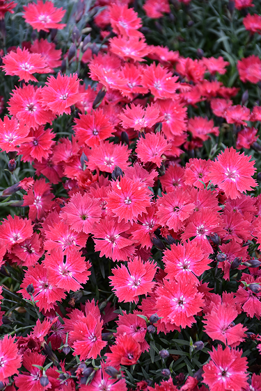 Vivid™ Cherry Charm Pinks flowers