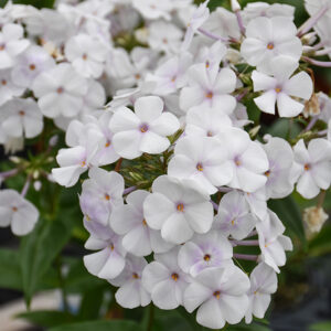 Fashionably Early Crystal Garden Phlox flowers