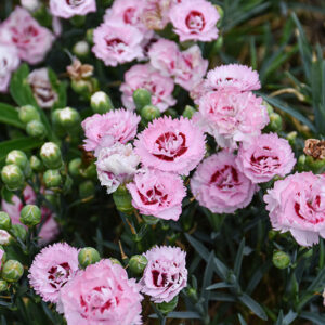 Scent First&reg; Raspberry Surprise Pinks flowers
