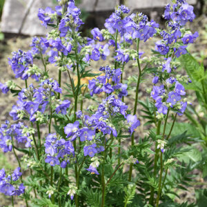 Common Jacob's Ladder flowers