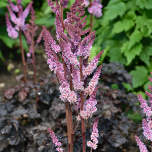 Dark Side Of The Moon Astilbe flowers