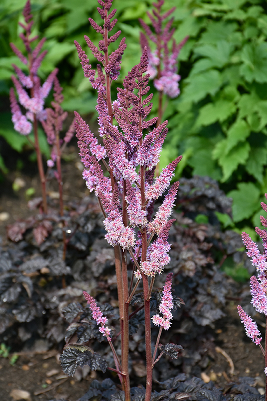 Dark Side Of The Moon Astilbe flowers