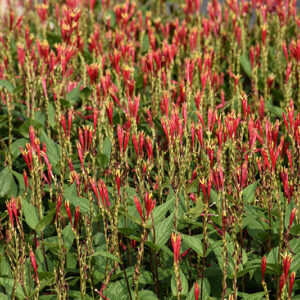 Little Redhead Indian Pink flowers