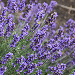Sweet Romance Lavender flowers