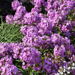 Fashionably Early Flamingo Garden Phlox flowers