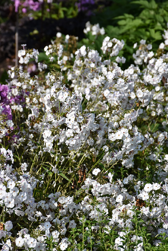 Opening Act White Phlox flowers