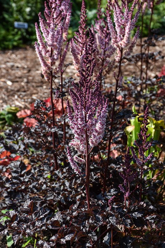 Dark Side Of The Moon Astilbe flowers