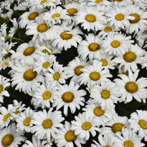 Daisy May® Shasta Daisy flowers