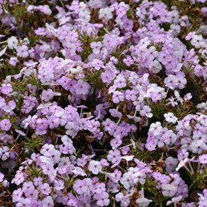 Opening Act Blush Phlox flowers