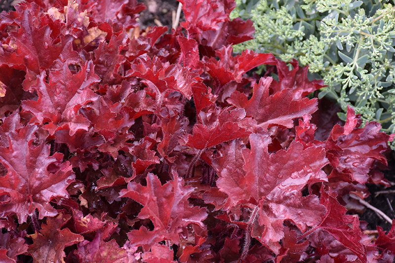 Dolce® Cherry Truffles Coral Bells foliage