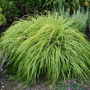 Prairie Winds&reg; Lemon Squeeze Fountain Grass