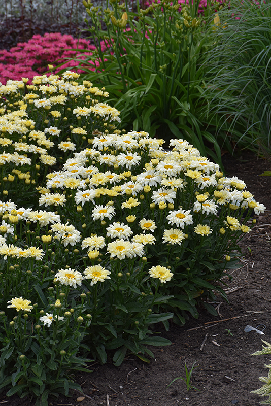 Amazing Daisies® Banana Cream II Shasta Daisy in bloom