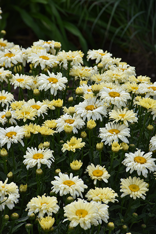 Amazing Daisies® Banana Cream II Shasta Daisy flowers