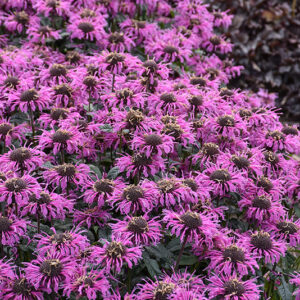 Upscale&trade; Lavender Taffeta Beebalm flowers