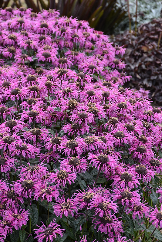 Upscale™ Lavender Taffeta Beebalm flowers