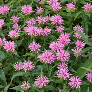 Pardon My Pink Beebalm flowers