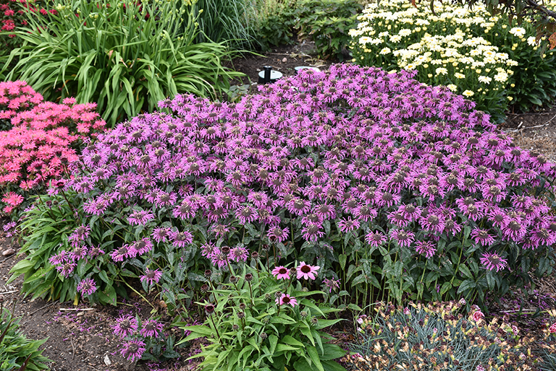 Upscale™ Lavender Taffeta Beebalm in bloom