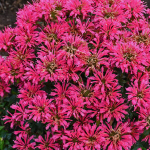 Pardon My Cerise Beebalm flowers